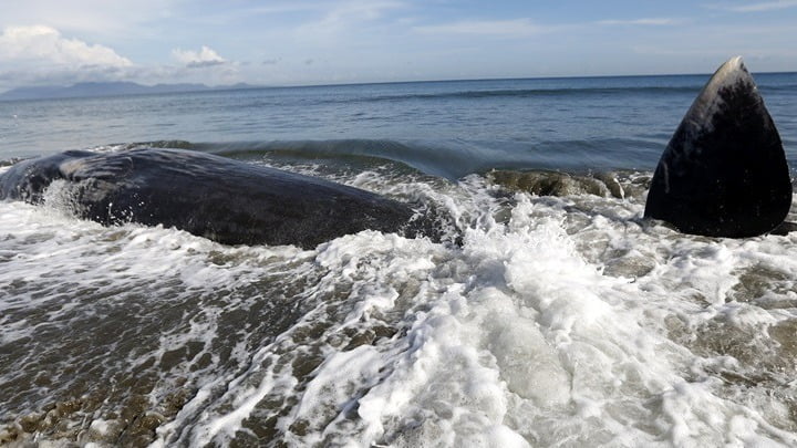 Αυστραλία: Επιστήμονες προσπαθούν να σώσουν δεκάδες φάλαινες που έχουν εξωκείλει στο νησί Τασμανία
