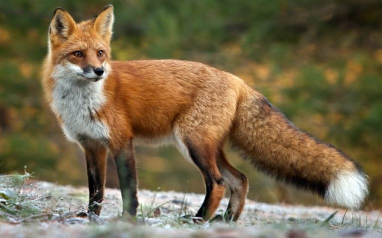 ΔΑΟΚ ΠΚΜ: 50 ευρώ σε κυνηγούς για κάθε θανάτωση αλεπούς και το 2021