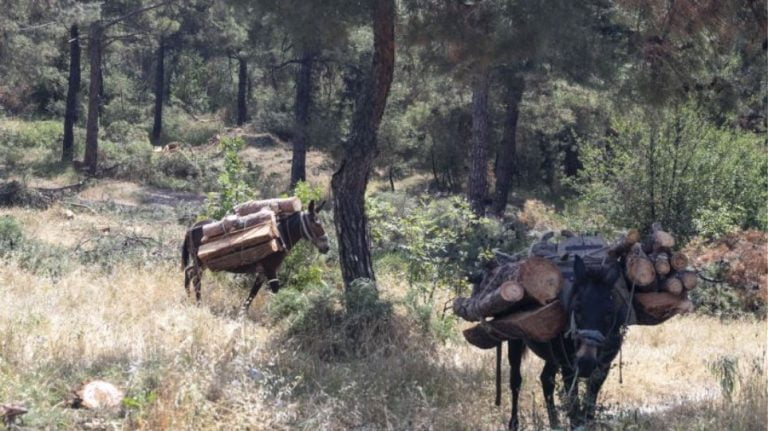 Αλβανός με τρία μουλάρια έκοβε δέντρα στην Καστοριά