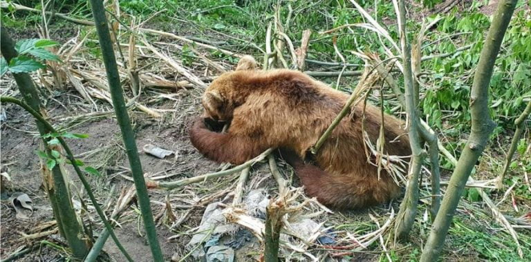 Κοζάνη: Αρκούδα πιάστηκε σε παράνομη παγίδα για αγριογούρουνα – Η διάσωσή της από τον “Αρκτούρο”  (video)