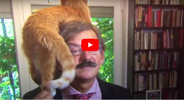 Viral βίντεο: Γάτα σκαρφάλωσε στο κεφάλι καθηγητή που έδινε συνέντευξη – Συνέχισε ακάθεκτος να αναλύει τις πολιτικές εξελίξεις
