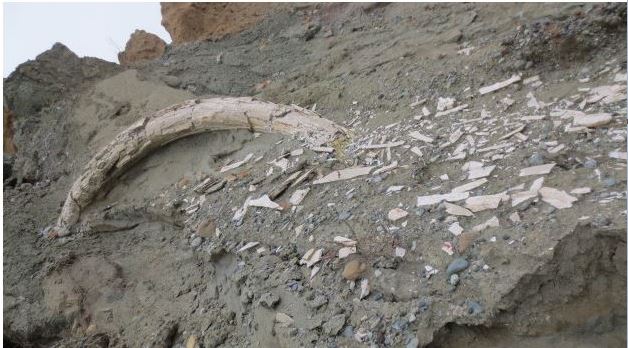 Προϊστορικός χαυλιόδοντας δυο μέτρων βρέθηκε στο ορυχείο Αμυνταίου της ΔΕΗ