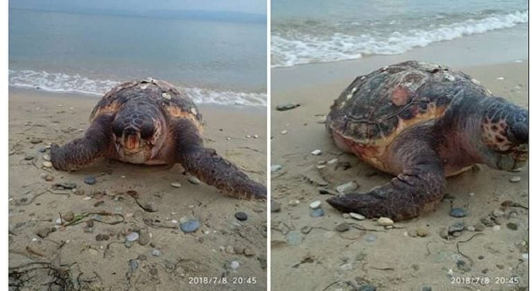Καβάλα : Ακόμη μία νεκρή θαλάσσια χελώνα ξεβράστηκε σε παραλία της Κάριανης