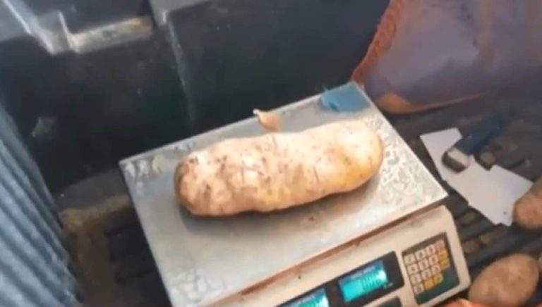 Σέρρες : Πατάτα “γίγας” έκανε την εμφάνισή της σε χωράφι στο Χορτερό Σιντικής!!