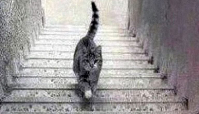 Η γάτα που διχάζει το διαδίκτυο. Ανεβαίνει ή κατεβαίνει τα σκαλιά;