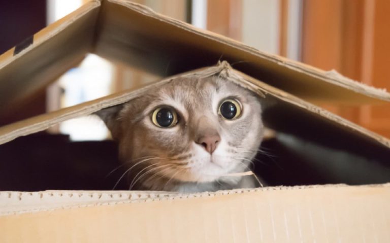 Σήμερα η Παγκόσμια Ημέρα Γάτας: Γιατί οι γάτες έχουν εμμονή με τα κουτιά;