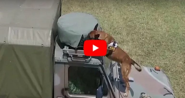 Έτσι εκπαιδεύονται οι στρατιωτικοί σκύλοι – Βίντεο από άσκηση του ΓΕΣ