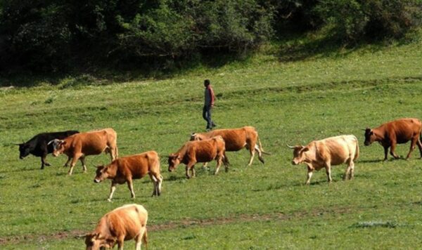 Στη φυλακή κτηνοτρόφος για τις αδέσποτες αγελάδες! Καταδικάστηκε χωρίς αναστολή σε φυλάκιση 2 ετών