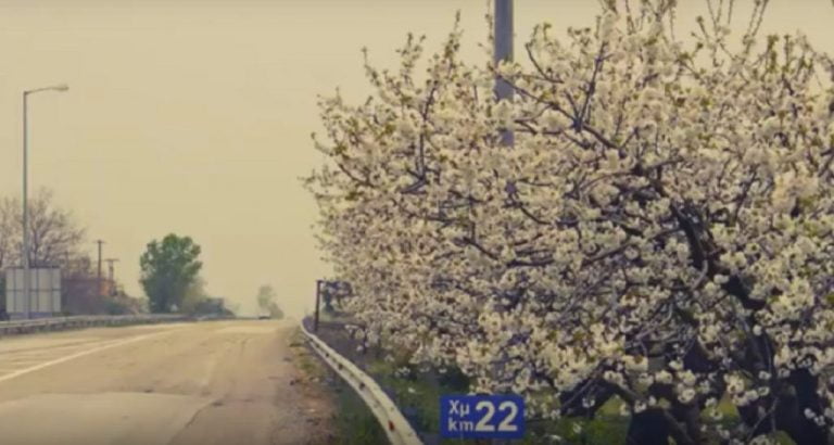 Άνθισαν οι κερασιές στον Γάζωρο Σερρών (video)