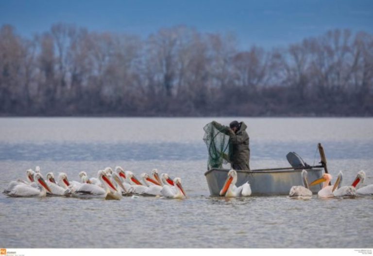 Σέρρες: Υπέροχες εικόνες- Ψαράδες και αργυροπελεκάνοι “ψαρεύουν” παρέα στη λίμνη Κερκίνη