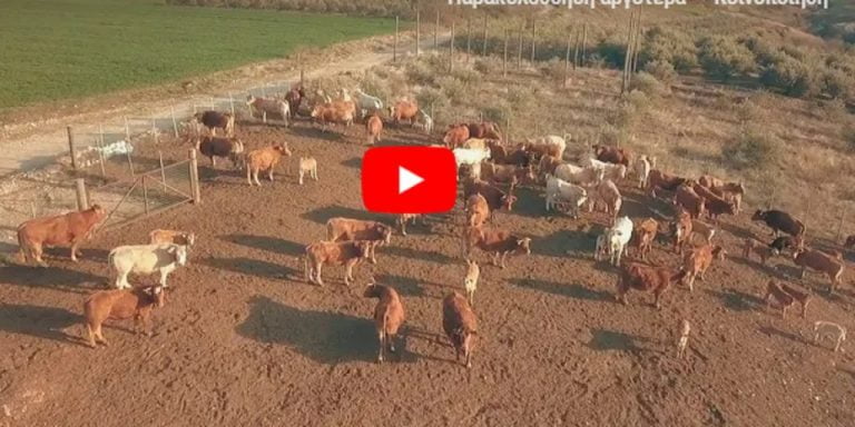 Σε πείσμα των δύσκολων καιρών: Νέοι κτηνοτρόφοι με μεράκι στην Αγριανή Σερρών(VIDEO)