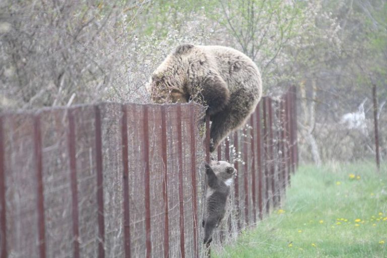 Καστοριά: Αρκούδα σκαρφαλώνει φράχτη μαζί με το μωρό της και «κλέβει» κεράσια!