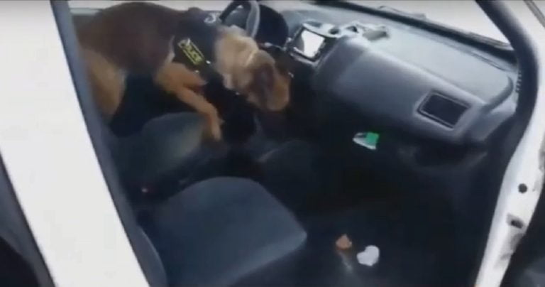 Κιλκίς: Αστυνομικός σκύλος βρήκε κάνναβη στο κιβώτιο ταχυτήτων(video)