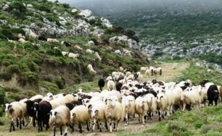 ΓΕΩΤ.Ε.Ε.: “Αδικίες στους Κτηνοτρόφους των Περιφερειών Α.Μ.Θ. και Κεντρικής Μακεδονίας στο πρόγραμμα Βιολογικής Κτηνοτροφίας”