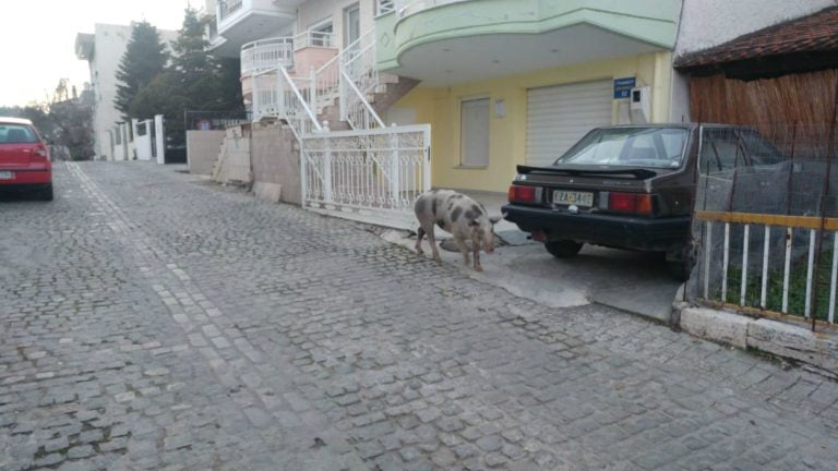 Γουρούνι έκανε βόλτες στους δρόμους της Κοζάνης (φωτο)