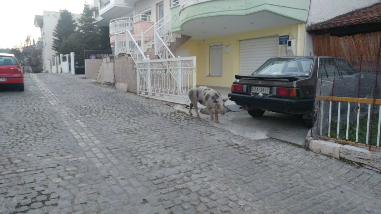 Γουρούνι έκανε βόλτες στους δρόμους της Κοζάνης 1