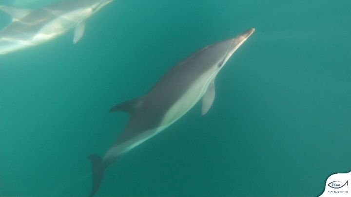 Τα δελφίνια του Θερμαϊκού καταγράφει η iSea