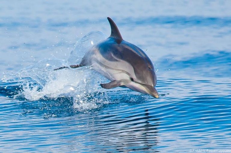 Δελφίνι έχασε τον προσανατολισμό του στην Αλόννησο- Αντιμετώπιζε δυσκολία στην αναπνοή (φωτο)