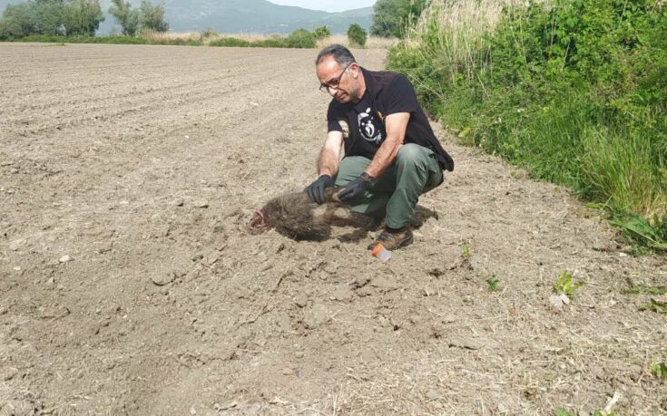 Δύο αρκουδάκια βρέθηκαν θαμμένα σε αγρόκτημα1
