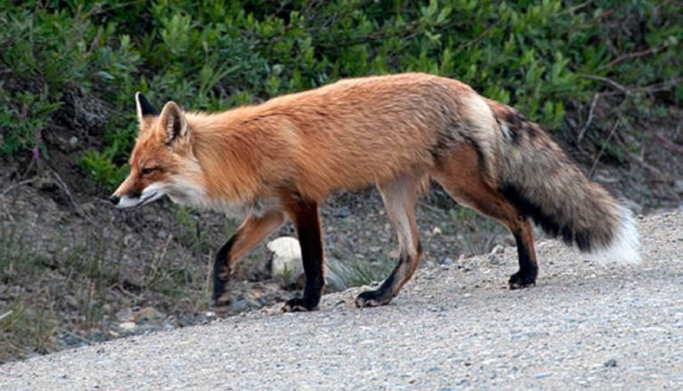 Σέρρες: Ξεκινούν τον Απρίλιο οι εμβολιασμοί αλεπούδων με εναέριες ρίψεις