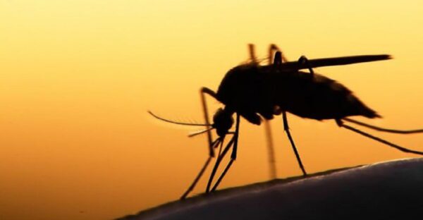 Σέρρες: Επτά κρούσματα του ιού του Δυτικού Νείλου στον νομό- video