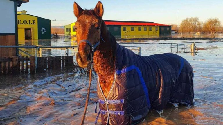 Σέρρες: Το ΚΕΘΙΣ που σώζει άλογα και παιδιά χρειάζεται τη βοήθειά μας