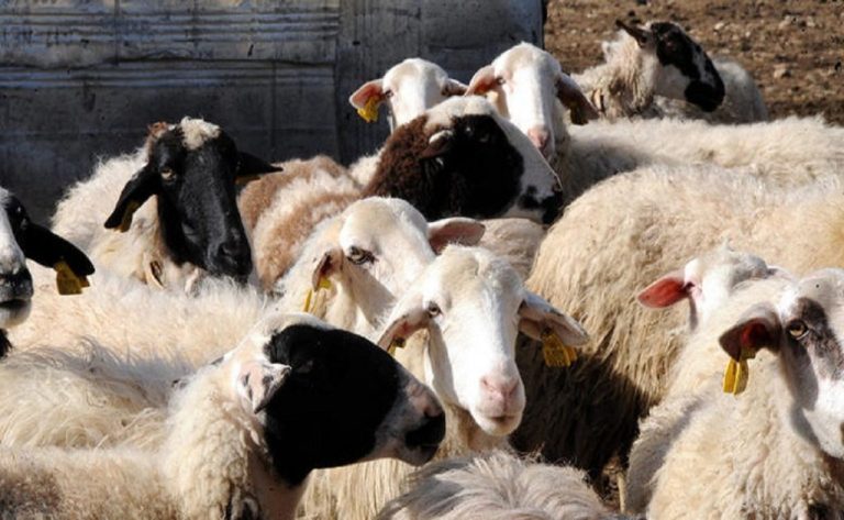 Δεν θα χάνουν επιδοτήσεις οι κτηνοτρόφοι λόγω περιπτώσεων «ανωτέρας βίας»