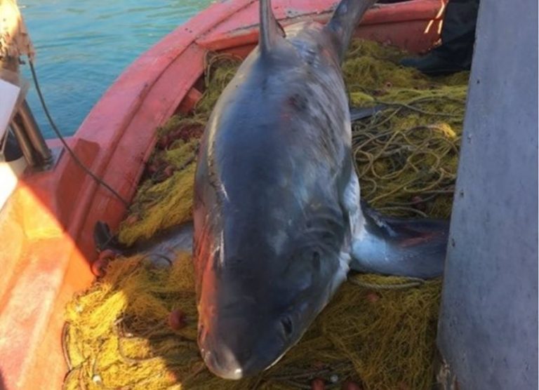 Ψαράς έπιασε καρχαρία τεσσάρων μέτρων και 100 κιλών στον Παγασητικό