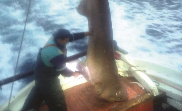 Καρχαριοειδές 400 κιλών πιάστηκε μεταξύ Σκιάθου και Εύβοιας (ΦΩΤΟ)