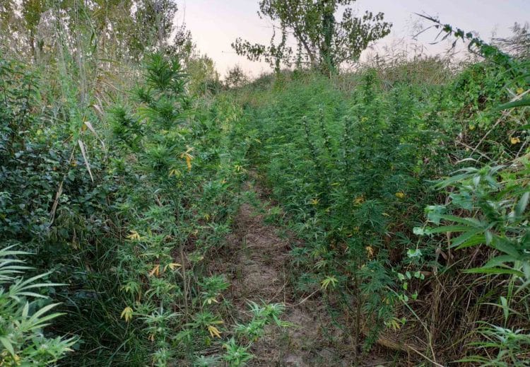 Συλλήψεις για ναρκωτικά σε Κιλκίς και Πέλλα – Καλλιεργούσαν δενδρύλλια κάνναβης