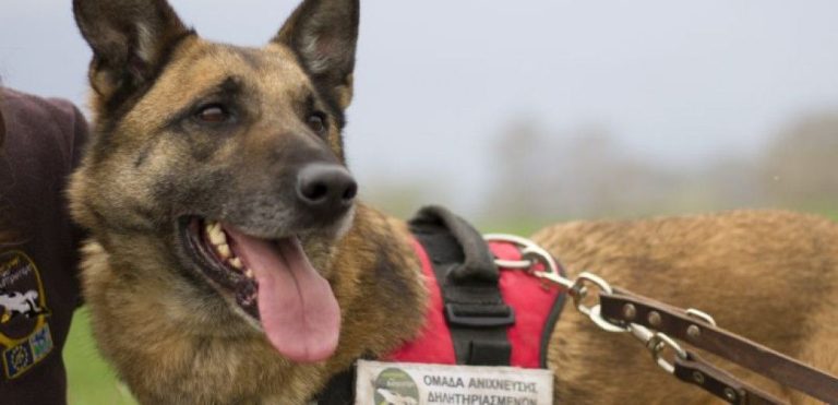 Κούκι: Ο σκύλος – ντετέκτιβ που εντοπίζει φόλες και σώζει άλλα ζώα