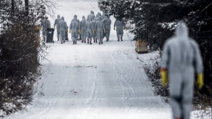 Πολωνία: Κρούσματα της γρίπης των πτηνών σε μονάδες όπου εκτρέφονται γαλοπούλες