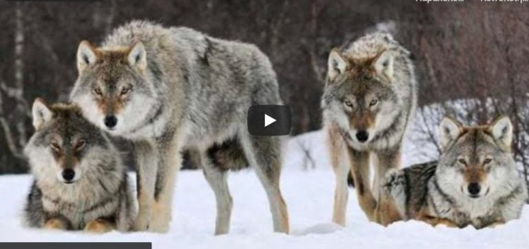 Σέρρες: Αγέλη λύκων από ψηλά στο Μενοίκιο by drone