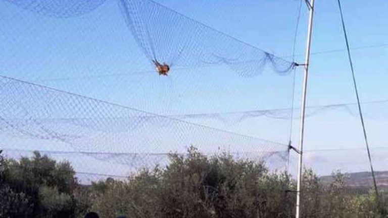 Λαθροθήρες παγίδευαν πουλιά με “αόρατο” δίχτυ στην Πρέβεζα (φώτο)
