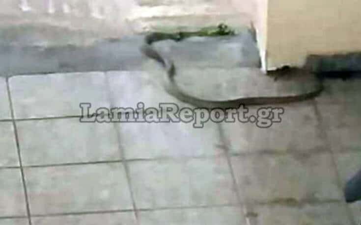 Μεγάλο φίδι έκοβες βόλτες σε πολυκατοικία στη Λαμία