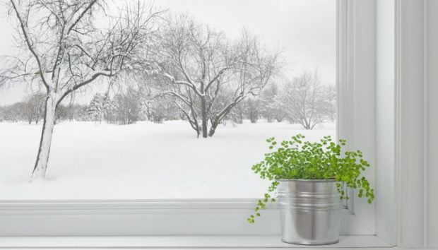Προστατέψτε τα Λουλούδια σας Από το Κρύο σε 4 Βήματα
