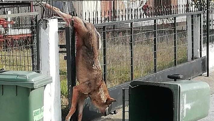 Θεσσαλονίκη: Λύκος καρφώθηκε σε κάγκελα σπιτιού – Τον διέσωσε ο Αρκτούρος