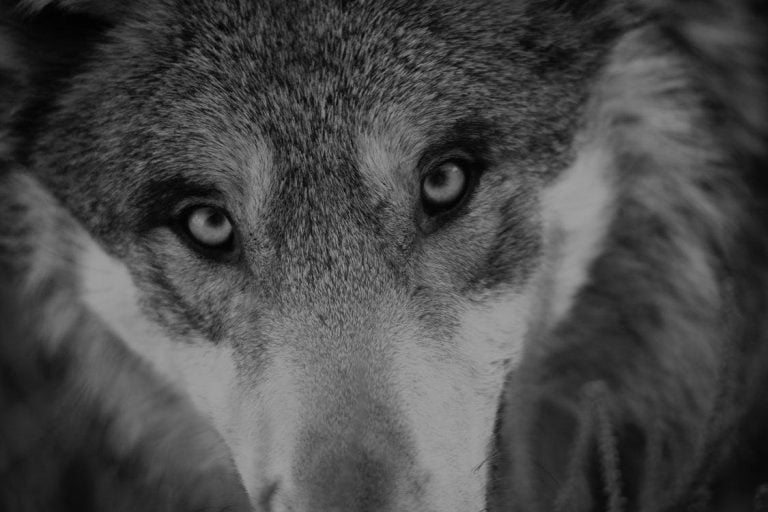 Θεσσαλονίκη: Λύκος μπήκε σε χωριό και σκότωσε αδέσποτο σκυλάκι στη μέση του δρόμου
