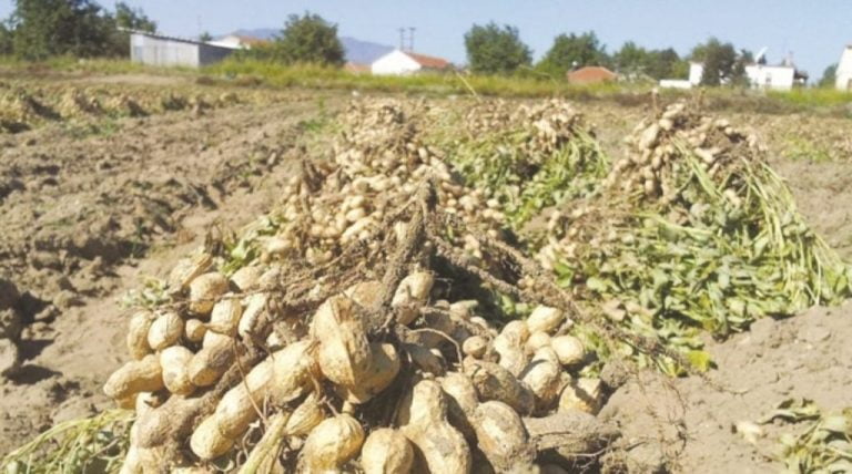 Μειωμένη η φετινή παραγωγή αράπικου φιστικιού στις Σέρρες