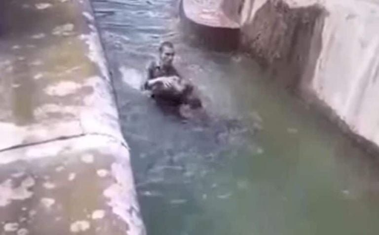 Μεθυσμένος άνδρας προσπάθησε να σκοτώσει αρκούδα σε ζωολογικό κήπο (video)
