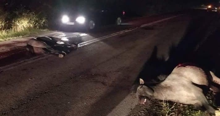 Ροδόπη: Νεκρά βρέθηκαν 2 άλογα σε επαρχιακή οδό