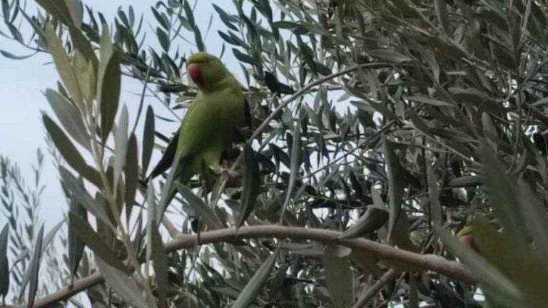 Η Θεσσαλονίκη γέμισε με πράσινους παπαγάλους -φωτο