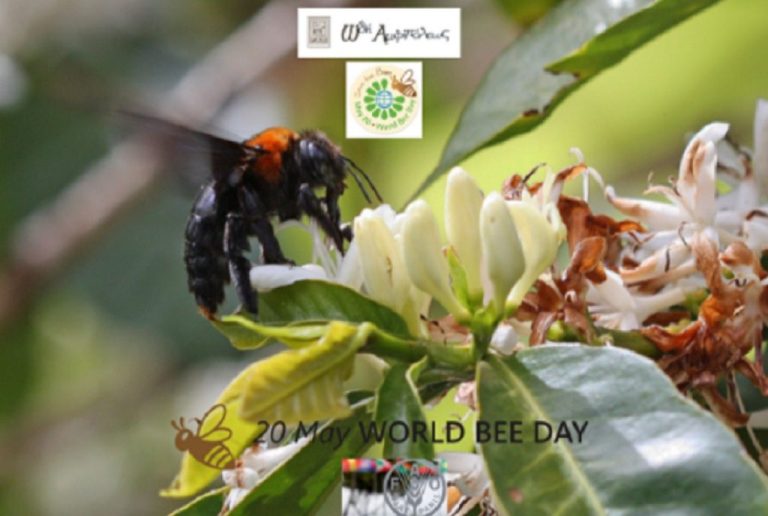 Γιατί η Ωδή Αμφιπόλεως τιμά την 1η Παγκόσμια Ημέρα Μέλισσας!-Η σημασία των μελισσών στην συνέχιση ζωής στον πλανήτη γη