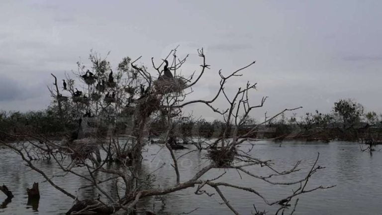 Σέρρες: Μαγευτικές εικόνες στην Κερκίνη- Πλημμυρισμένο δάσος στο δέλτα του Στρυμόνα (φωτο)