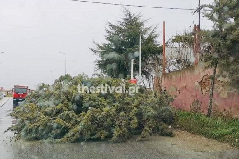 Θεσσαλονίκη: Πτώση δέντρου σε δρόμο στην Πολίχνη (φωτο)