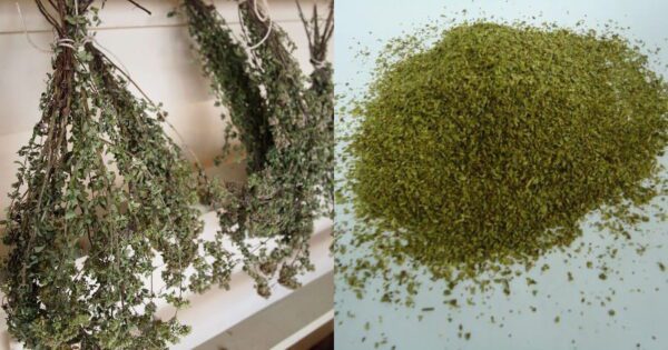 Ρίγανη: Βότανο με μοναδικές ιδιότητες – Χρήσεις και οφέλη που θα βελτιώσουν την ζωή σας