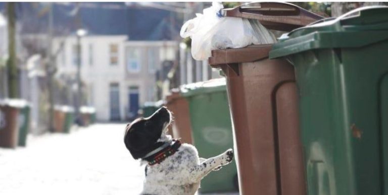 Γιατί τα σκυλιά τρώνε βρωμιές και σκουπίδια;