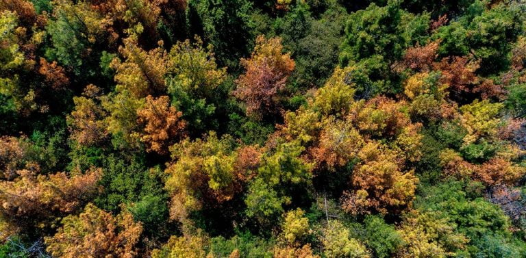 Σέιχ Σου: Πώς σώζεται το δάσος από την καταστροφή που προκαλεί το έντομο-φονιάς