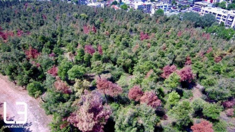 Βίντεο με drone πάνω από το Σέιχ Σου δείχνει τα δέντρα που έχει αποδεκατίσει το έντομο – “φονιάς”