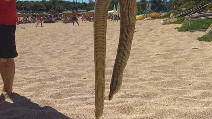 Σύβοτα: Αναστάτωση σε παραλία -Η θάλασσα «ξέβρασε» φίδι
